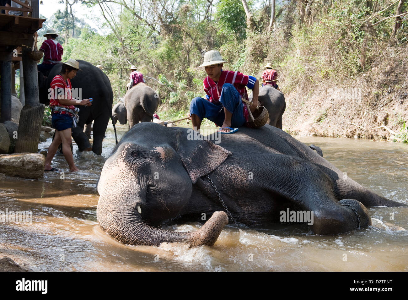 Chiang Mai, Thaïlande, les éléphants sont lavés dans les gardiens par √ Grippe ü Banque D'Images Chiang Mai, Thaïlande, les éléphants sont lavés dans les gardiens par √ Grippe ü Banque D'Images