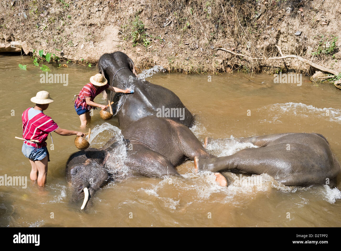 Chiang Mai, Thaïlande, les éléphants sont lavés dans les gardiens par √ Grippe ü Banque D'Images Chiang Mai, Thaïlande, les éléphants sont lavés dans les gardiens par √ Grippe ü Banque D'Images