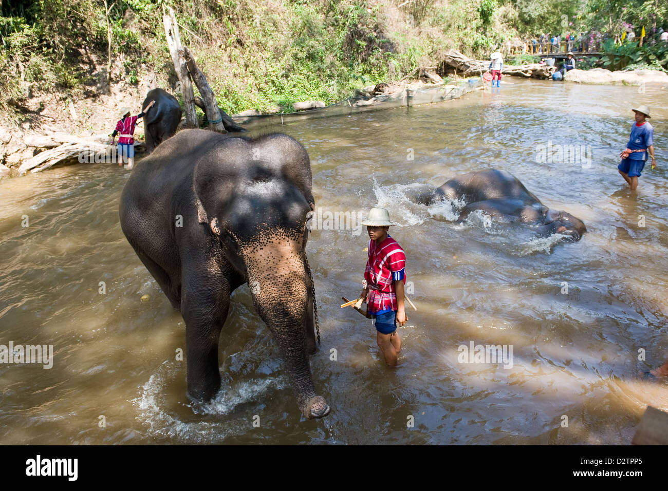 Chiang Mai, Thaïlande, les éléphants sont lavés dans les gardiens par √ Grippe ü Banque D'Images Chiang Mai, Thaïlande, les éléphants sont lavés dans les gardiens par √ Grippe ü Banque D'Images