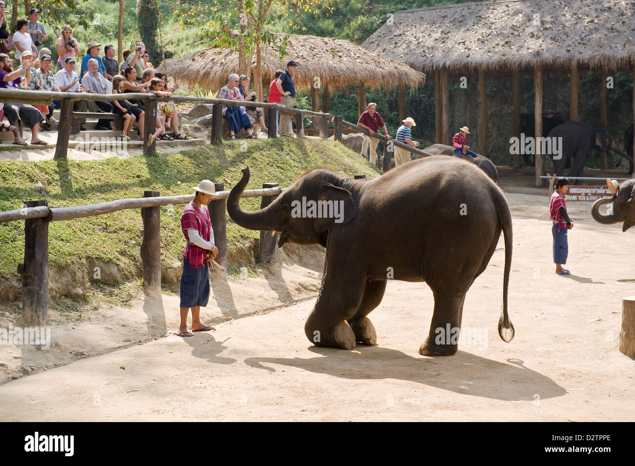 Chiang Mai, Thaïlande, l'éléphant s'agenouille devant son infirmière Banque D'Images Chiang Mai, Thaïlande, l'éléphant s'agenouille devant son infirmière Banque D'Images