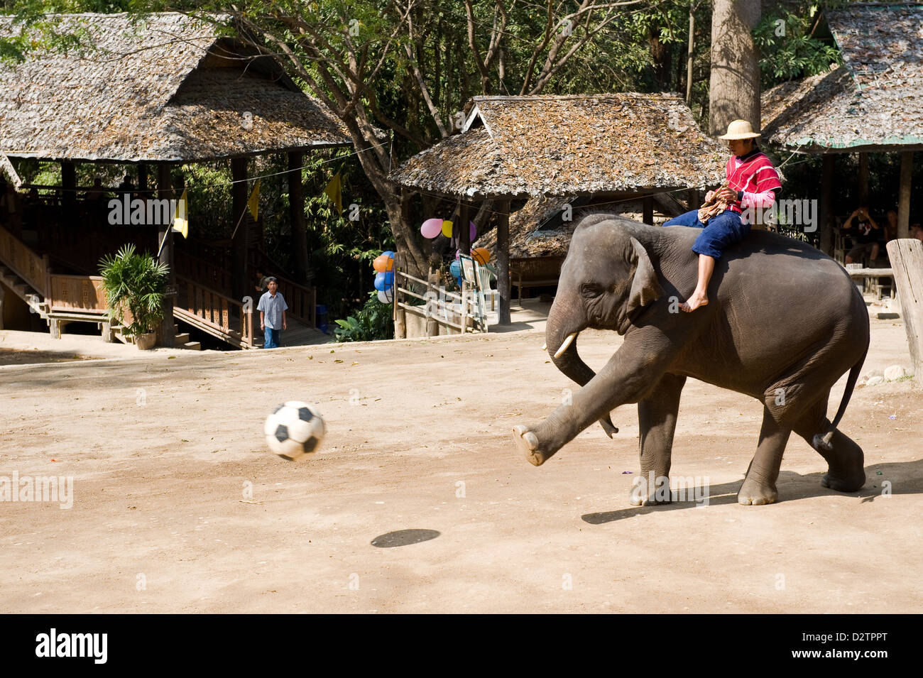 Chiang Mai, Thaïlande, les éléphants jouent au football Banque D'Images Chiang Mai, Thaïlande, les éléphants jouent au football Banque D'Images