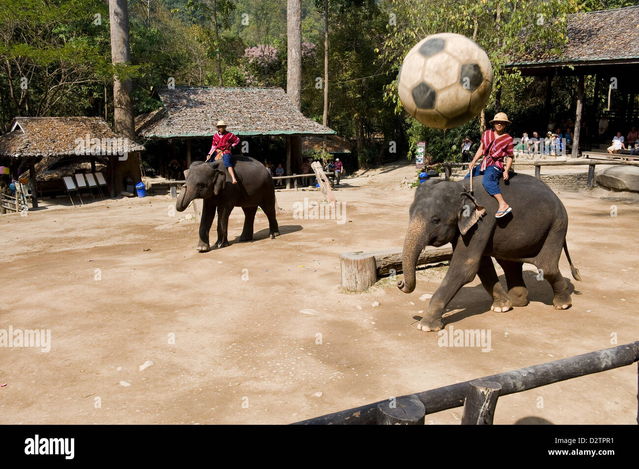 Chiang Mai, Thaïlande, les éléphants jouent au football Banque D'Images Chiang Mai, Thaïlande, les éléphants jouent au football Banque D'Images
