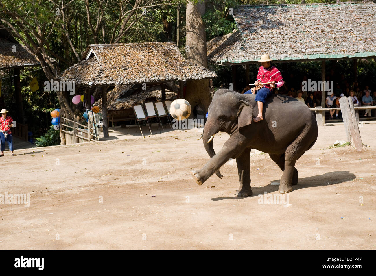 Chiang Mai, Thaïlande, les éléphants jouent au football Banque D'Images Chiang Mai, Thaïlande, les éléphants jouent au football Banque D'Images