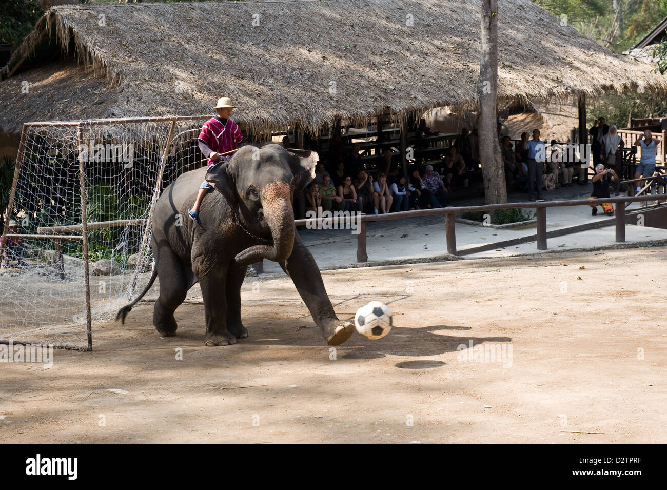 Chiang Mai, Thaïlande, les éléphants jouent au football Banque D'Images Chiang Mai, Thaïlande, les éléphants jouent au football Banque D'Images