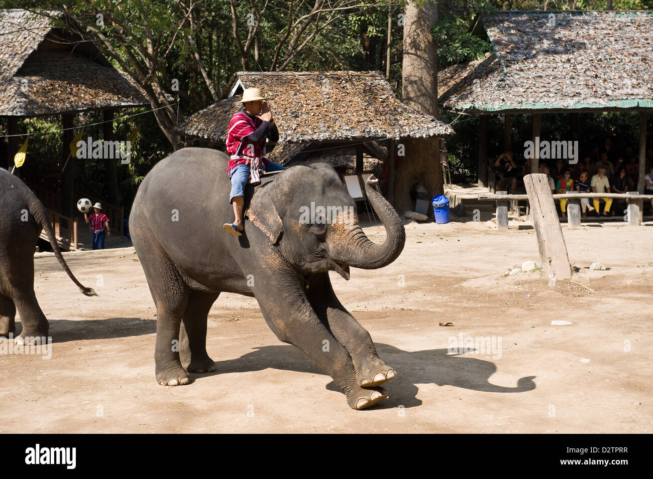 Chiang Mai, Thaïlande, l'éléphant et son gardien pour remercier les fans Banque D'Images Chiang Mai, Thaïlande, l'éléphant et son gardien pour remercier les fans Banque D'Images
