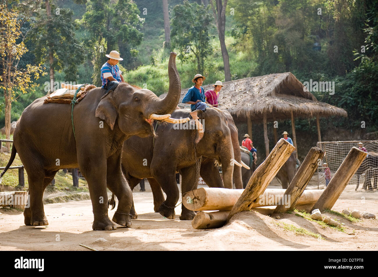 Chiang Mai, Thaïlande, les éléphants sont confrontés à un énorme tronc d'arbre Banque D'Images Chiang Mai, Thaïlande, les éléphants sont confrontés à un énorme tronc d'arbre Banque D'Images