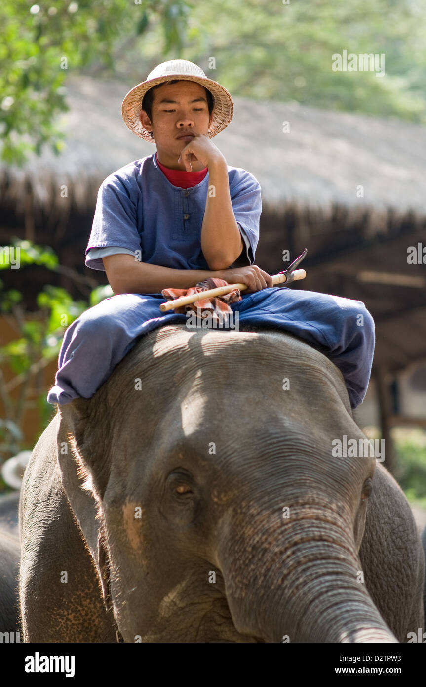 Chiang Mai, Thaïlande, les infirmières assis sur un éléphant Banque D'Images Chiang Mai, Thaïlande, les infirmières assis sur un éléphant Banque D'Images