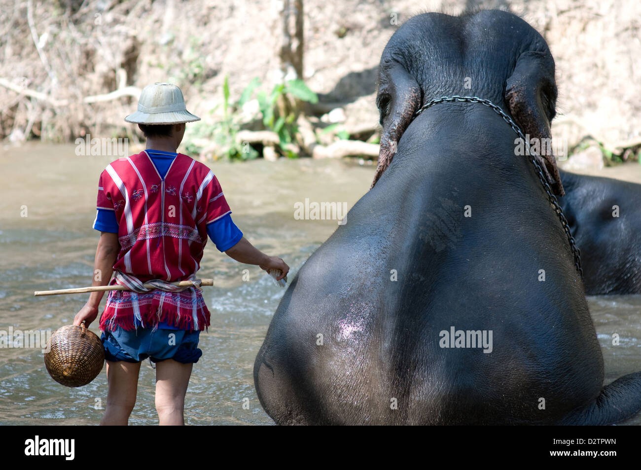 Chiang Mai, Thaïlande, l'éléphant est lavé par une grippe √ ü carer Banque D'Images Chiang Mai, Thaïlande, l'éléphant est lavé par une grippe √ ü carer Banque D'Images