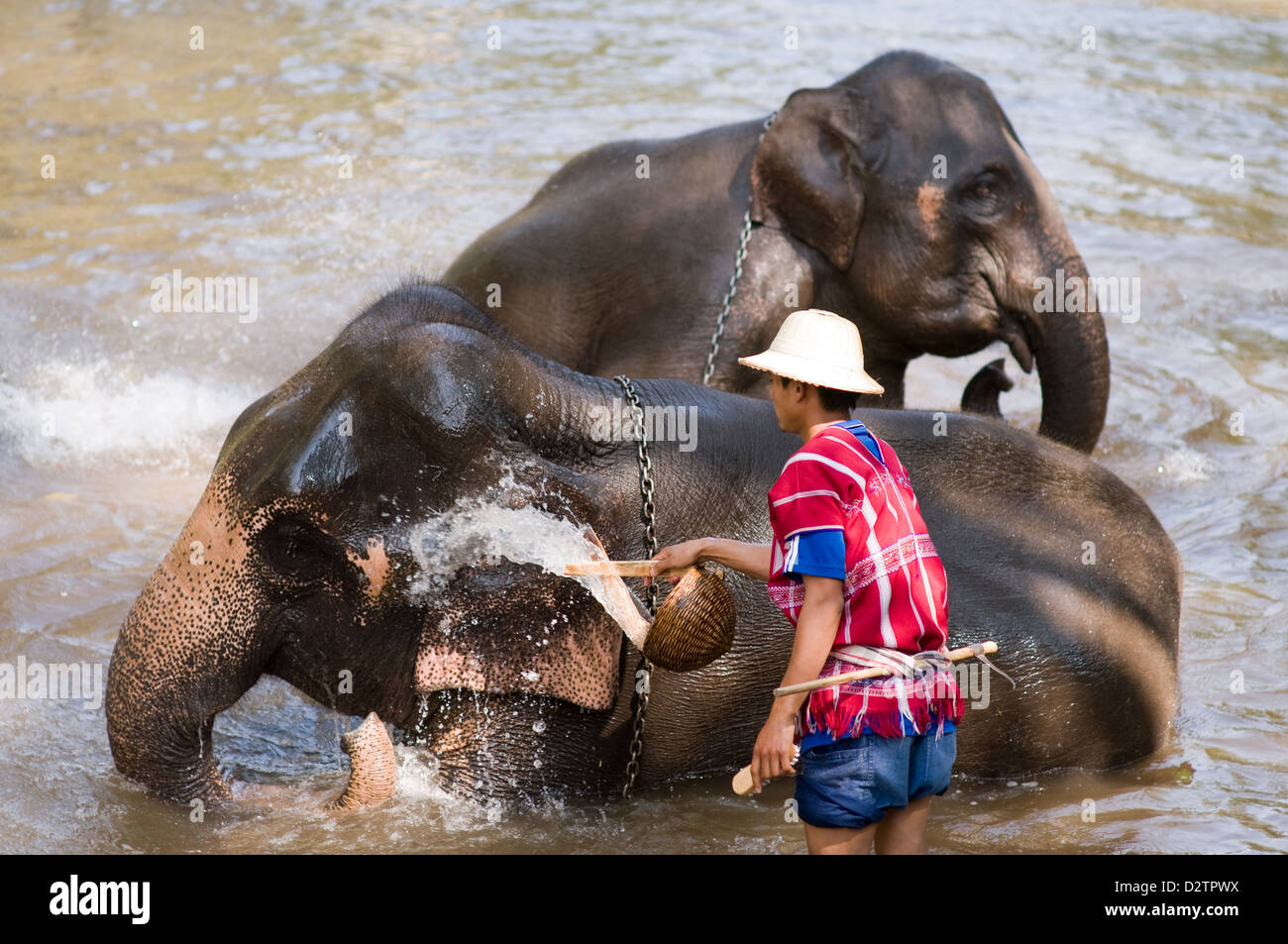 Chiang Mai, Thaïlande, les éléphants sont lavés dans les gardiens par √ Grippe ü Banque D'Images Chiang Mai, Thaïlande, les éléphants sont lavés dans les gardiens par √ Grippe ü Banque D'Images