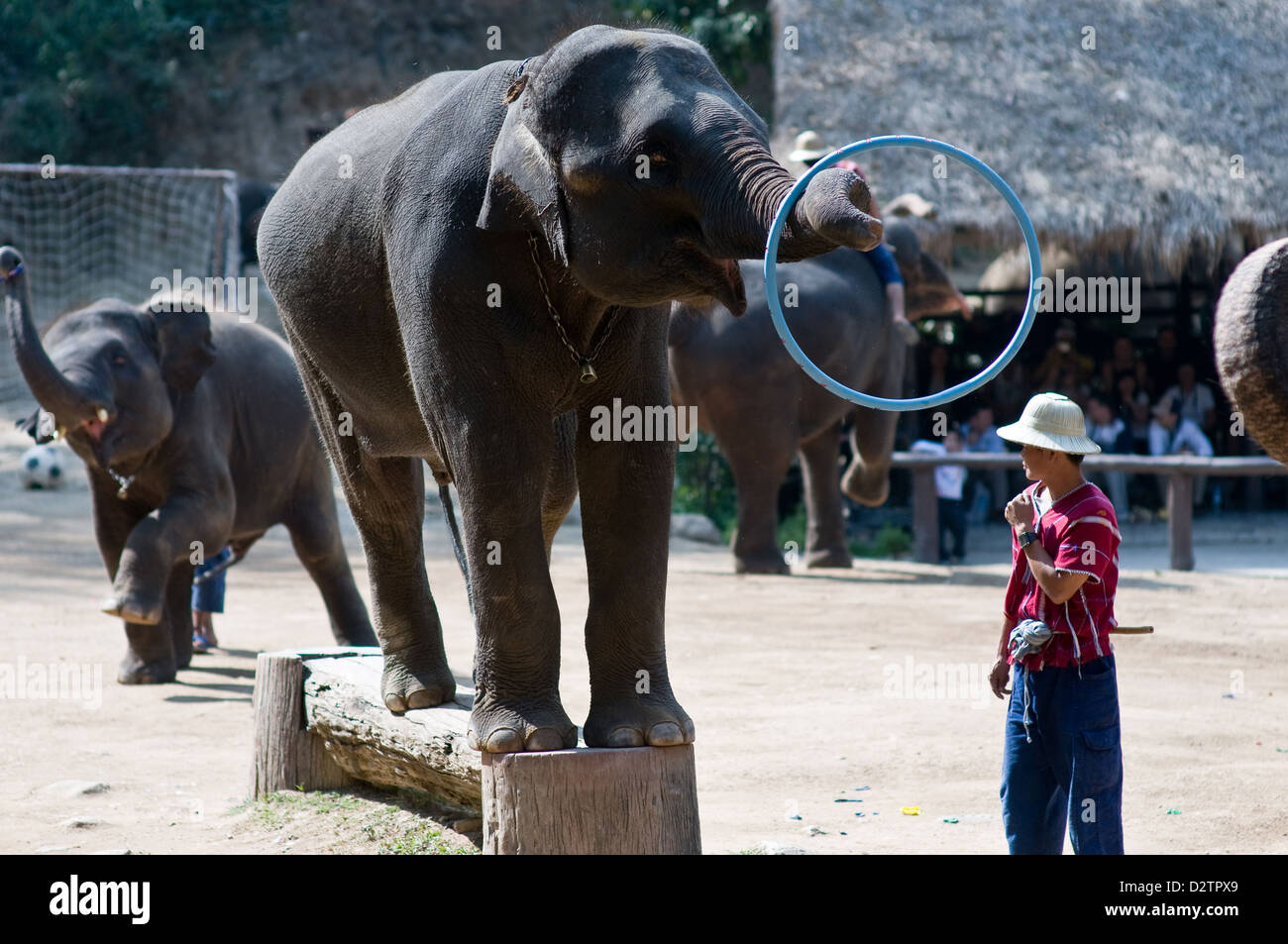 Chiang Mai, Thaïlande, l'éléphant jouant avec un anneau bleu Banque D'Images Chiang Mai, Thaïlande, l'éléphant jouant avec un anneau bleu Banque D'Images
