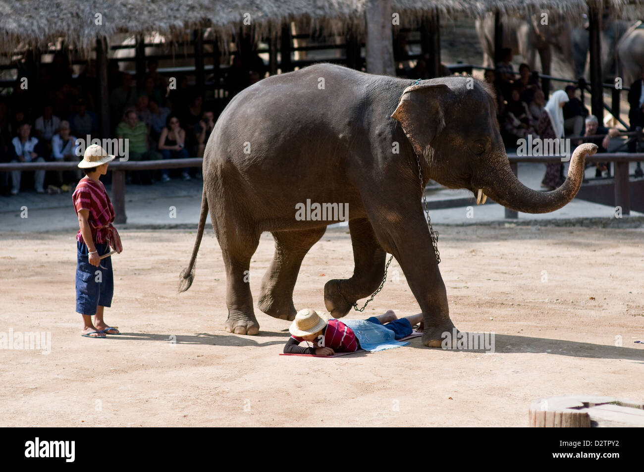 Chiang Mai, Thaïlande, un éléphant s'exécute sur son gardien sans lui contact Banque D'Images Chiang Mai, Thaïlande, un éléphant s'exécute sur son gardien sans lui contact Banque D'Images