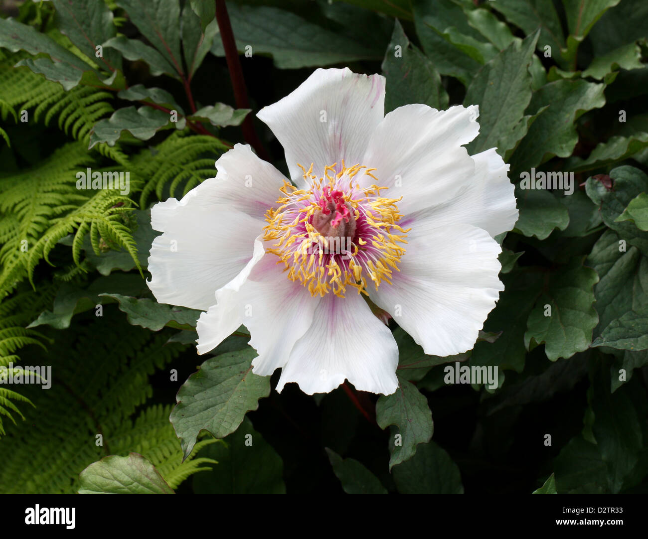 Pivoine blanche crétois, Paeonia clusii, Vivaces, Crète, Grèce Banque D'Images