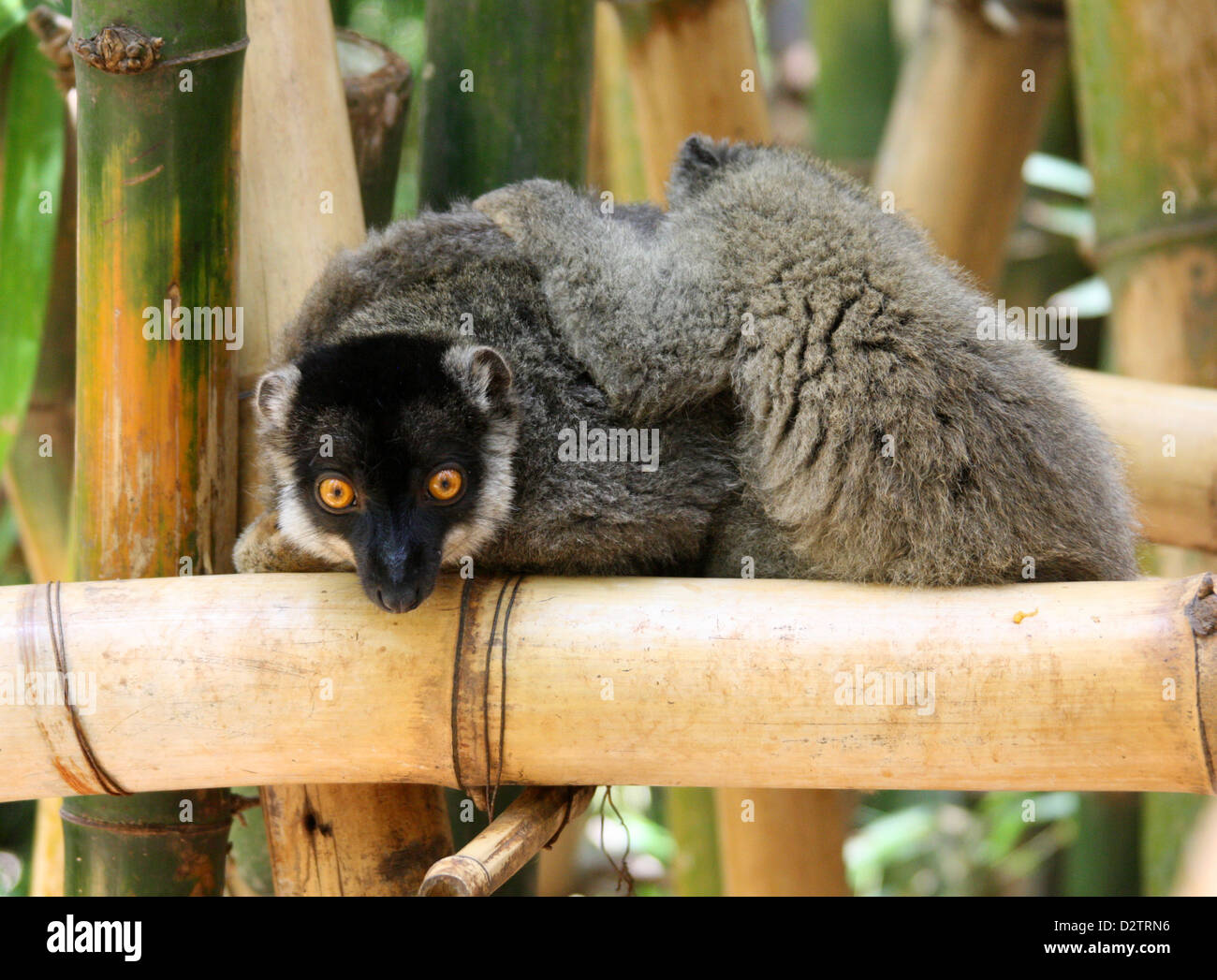 Brun commun lémuriens, l'Eulemur fulvus, Lemuridae, primates. Madagascar, l'Afrique. Banque D'Images