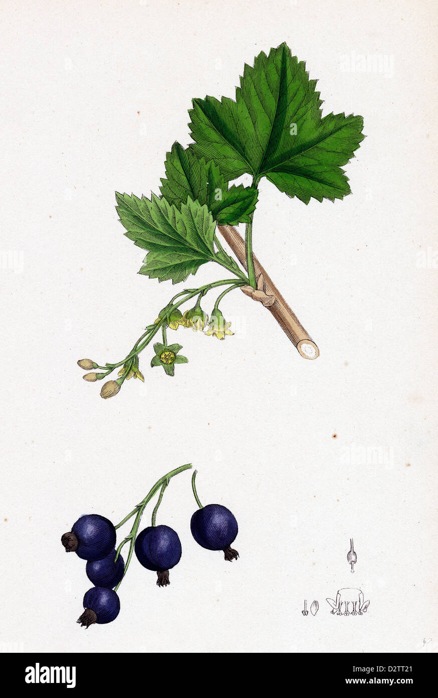 Cassis Ribes nigrum ; Banque D'Images
