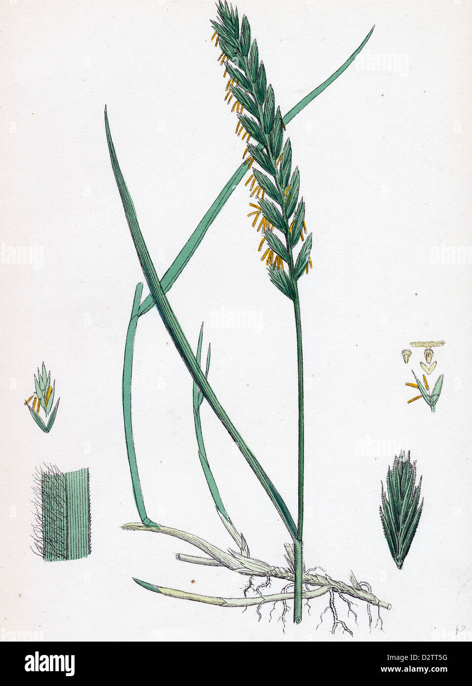 Ue-Triticum repens herbe-Table commune Banque D'Images