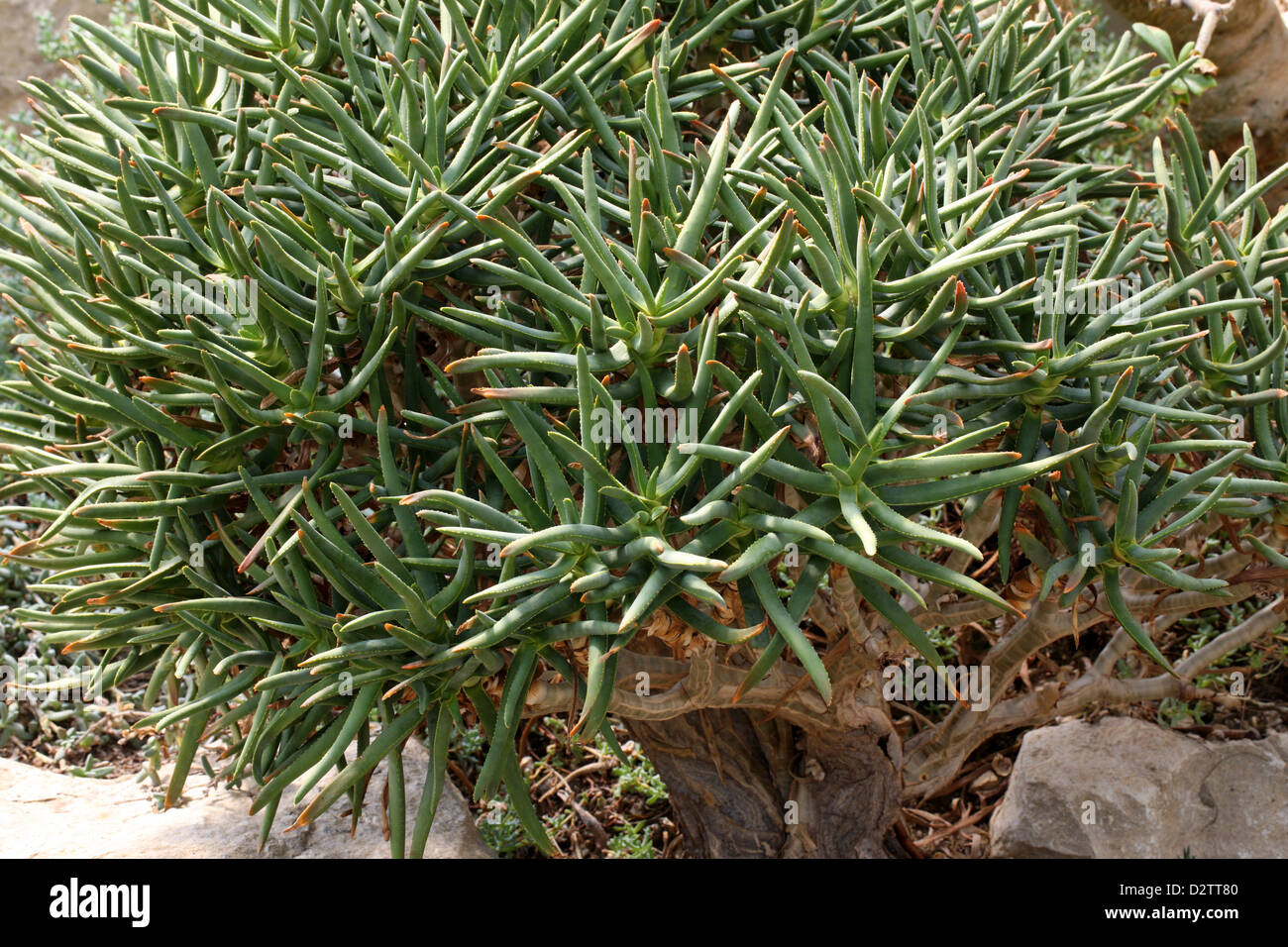 La jeune fille, Quiver Tree Aloe ramosissima, Xanthorrhoeaceae (Aloaceae). L'Afrique du Sud. Syn. Aloe dichotoma var. ramosissima. Banque D'Images