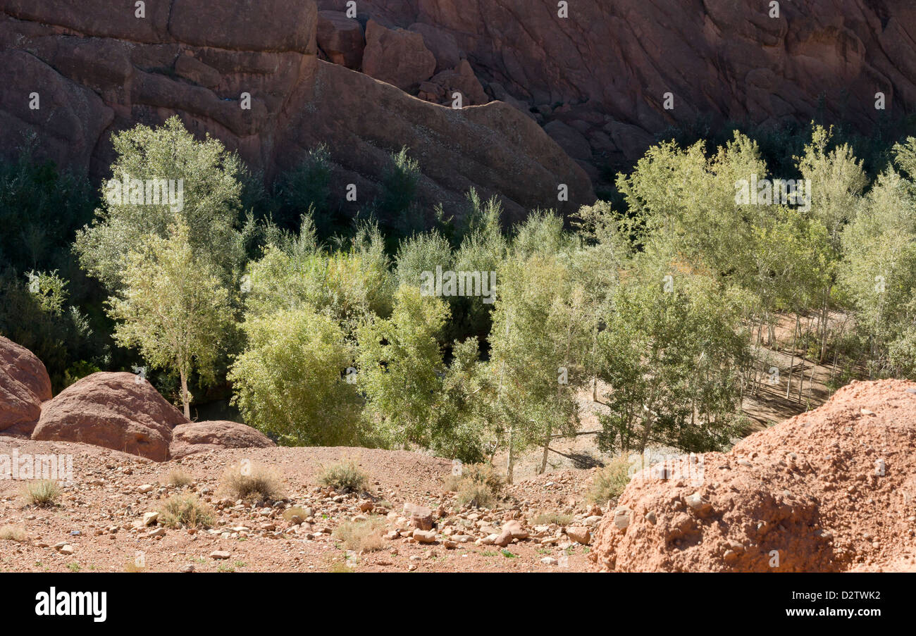 Un cours d'eau qui traverse une gorge dans la vallée du Dadès connue localement sous le nom de pieds ou doigts de singe singe, Maroc, Afrique du Nord Banque D'Images