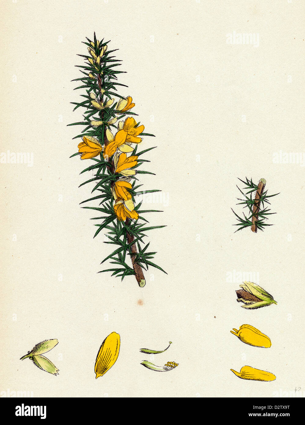 Ue-Ulex nanus ; Furze Nain Banque D'Images