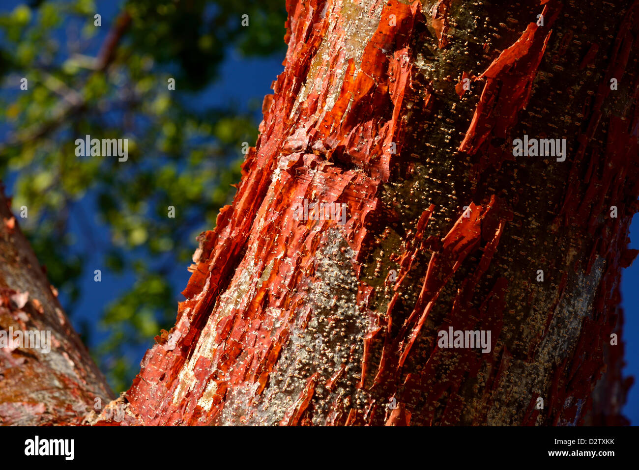 À partir d'une écorce rouge Peeling Gumbo Limbo (Bursera simaruba) arbre. Le Parc National des Everglades, en Floride, aux États-Unis. Banque D'Images