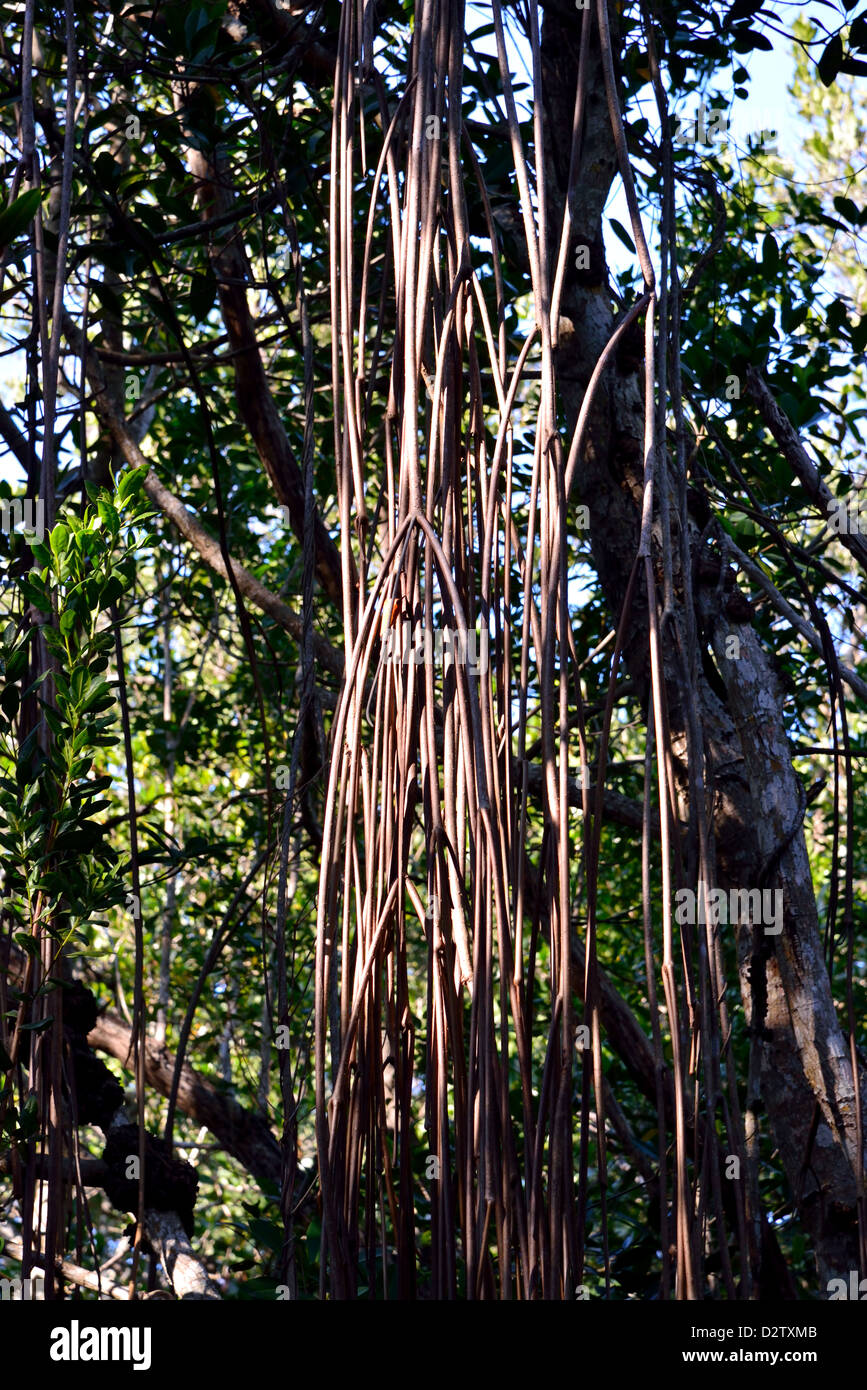 Des racines aériennes d'un arbre de la mangrove. Le Parc National des Everglades, en Floride, aux États-Unis. Banque D'Images