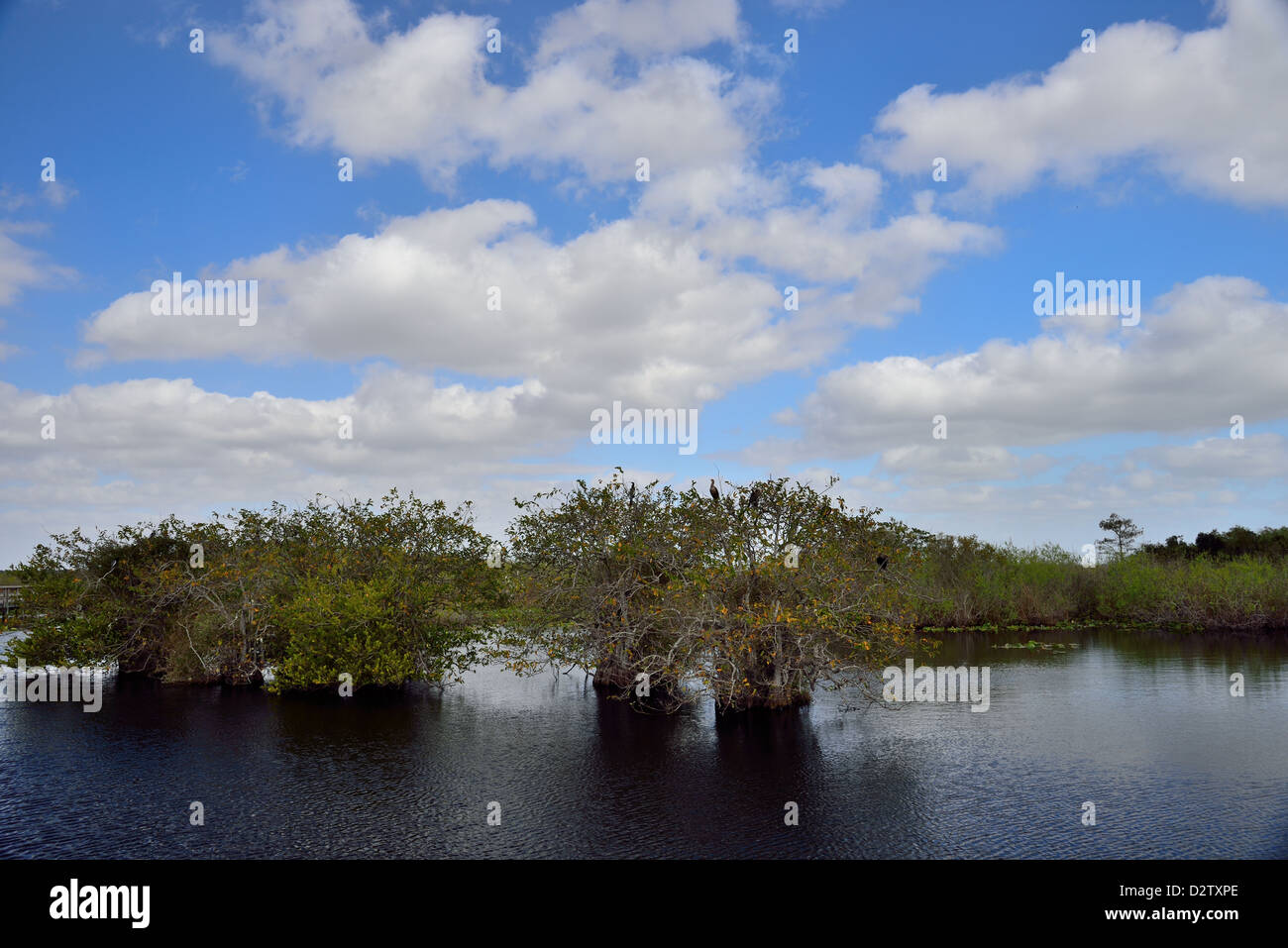 Forêt de mangrove. Le Parc National des Everglades, en Floride, aux États-Unis. Banque D'Images