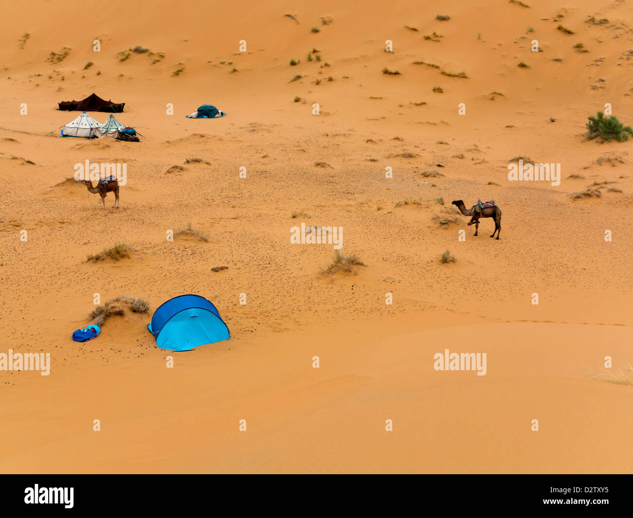 Un camp dans le désert avec des chameaux et des tentes à l'Erg Chebbi dunes près de Merzouga, Maroc, Afrique du Nord Banque D'Images