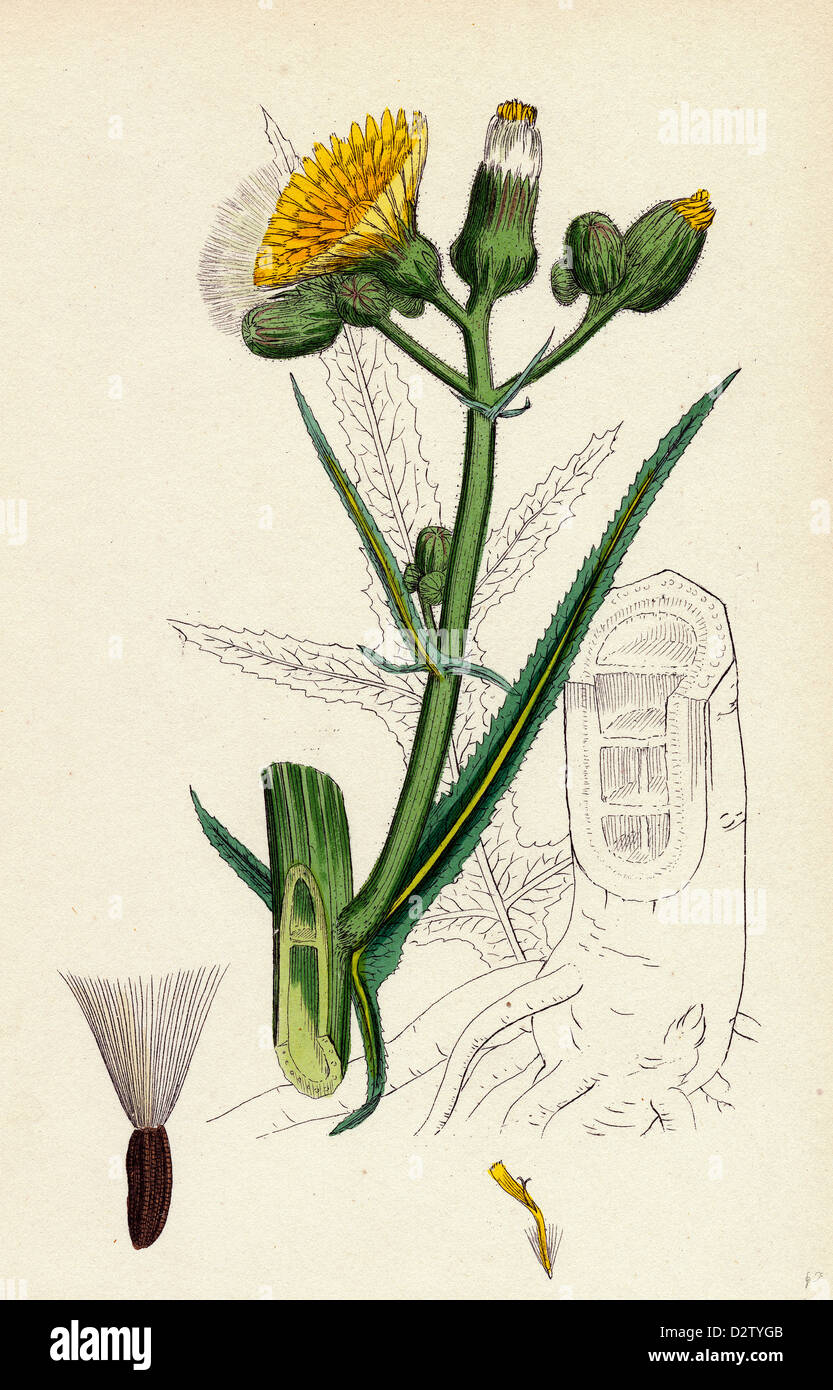 Sonchus palustris, le laiteron des marais Banque D'Images