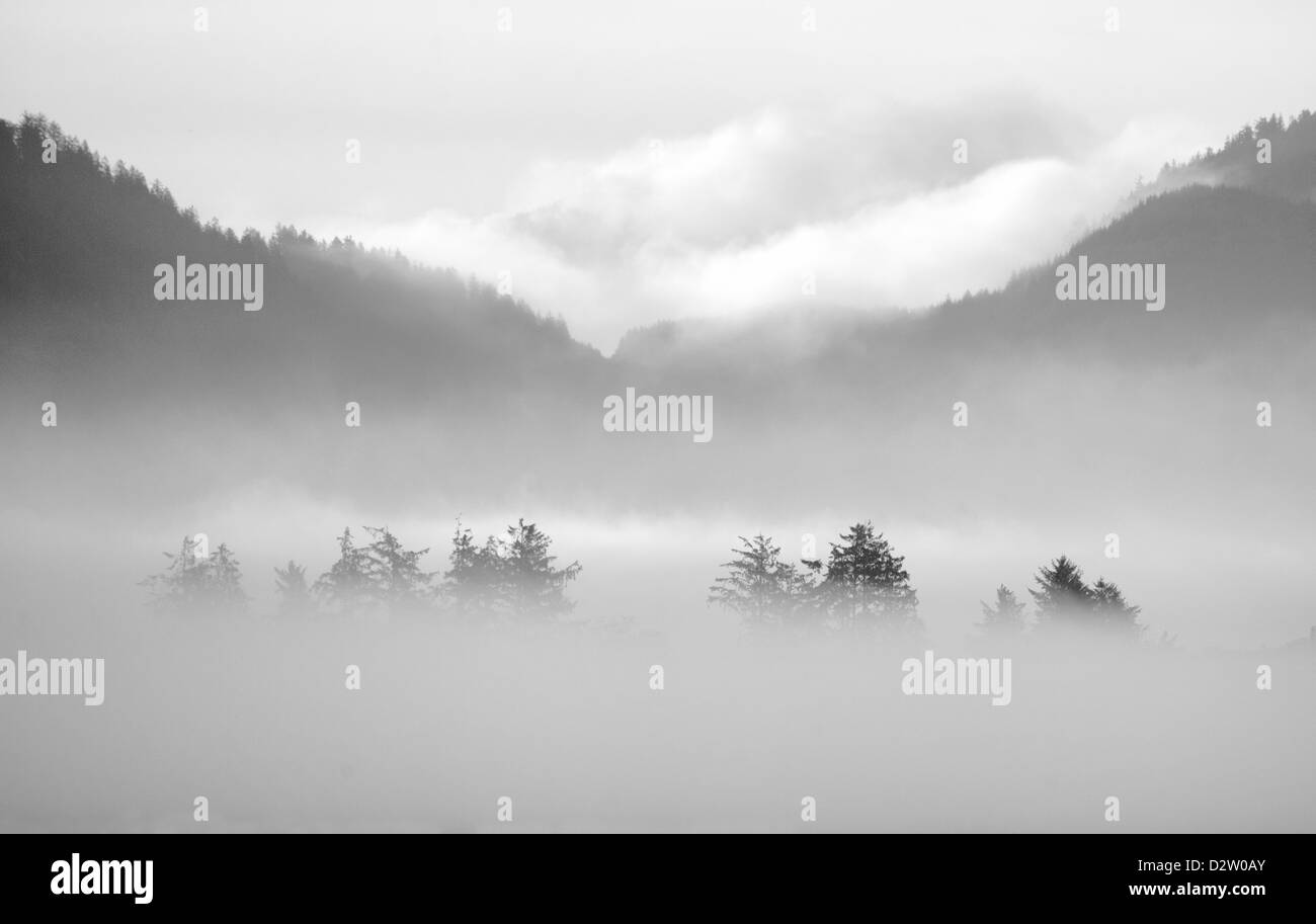 Ou01032-00...OREGON - Aube sur Tillamook Bay avec des arbres dans le brouillard. Banque D'Images