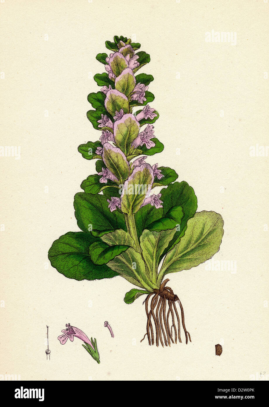 Ajuga pyramidalis bugle pyramidale Banque D'Images
