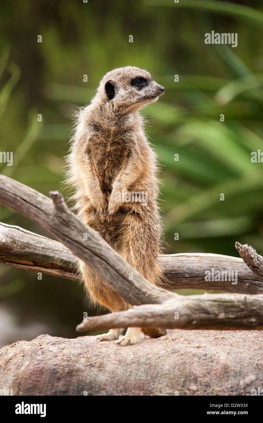Un meerkat monte la garde à la danger pour sa communauté Banque D'Images