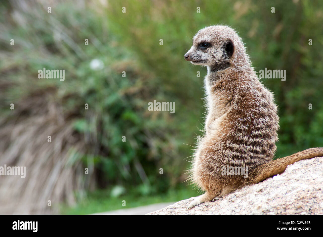 Un meerkat monte la garde à la danger Banque D'Images