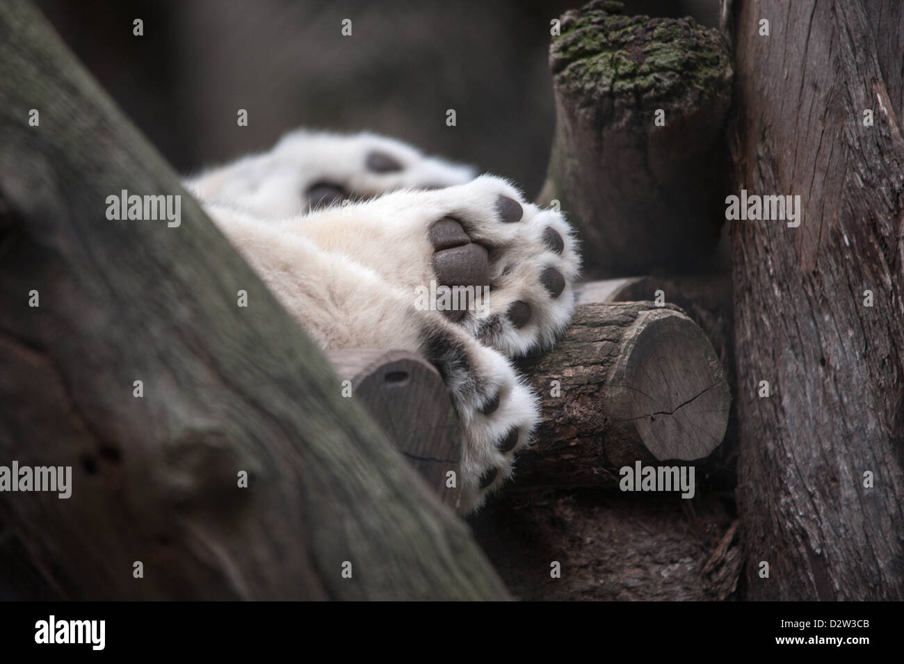 Tout ce que vous pouvez voir est les pattes de ce snow leopard dormir sur un perchoir élevé Banque D'Images