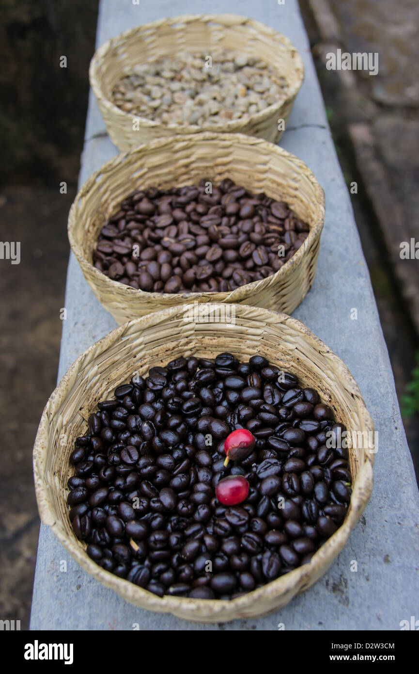 Les grains de café au Mexique Banque D'Images