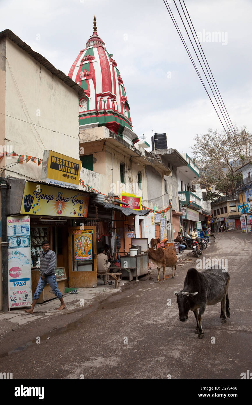 L'Inde, Rishikesh. Scène de rue, avec des vaches. Banque D'Images