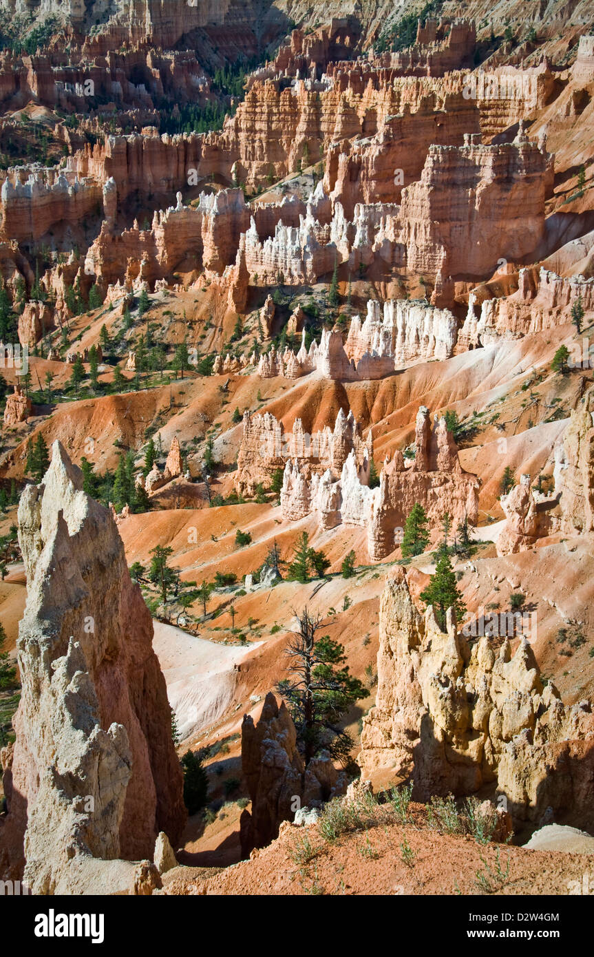 Le parc national de Bryce Canyon, vue de l'aube point, Utah, USA Banque D'Images