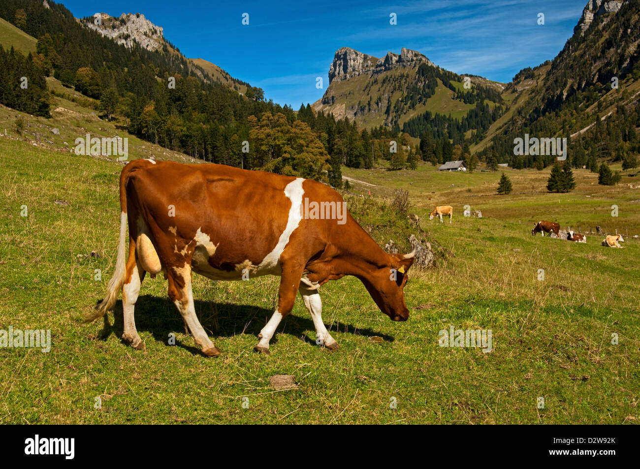 Swiss Fleckvieh vache brouter sur un alpage, Oberland Bernois, Suisse Banque D'Images