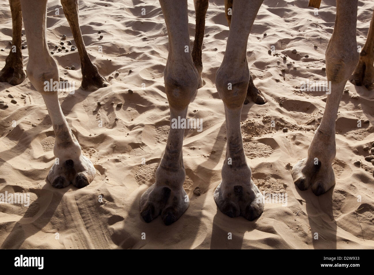 Les jambes de chameau dans le désert du Sahara de sable dans Tombouctou, au Mali. Banque D'Images