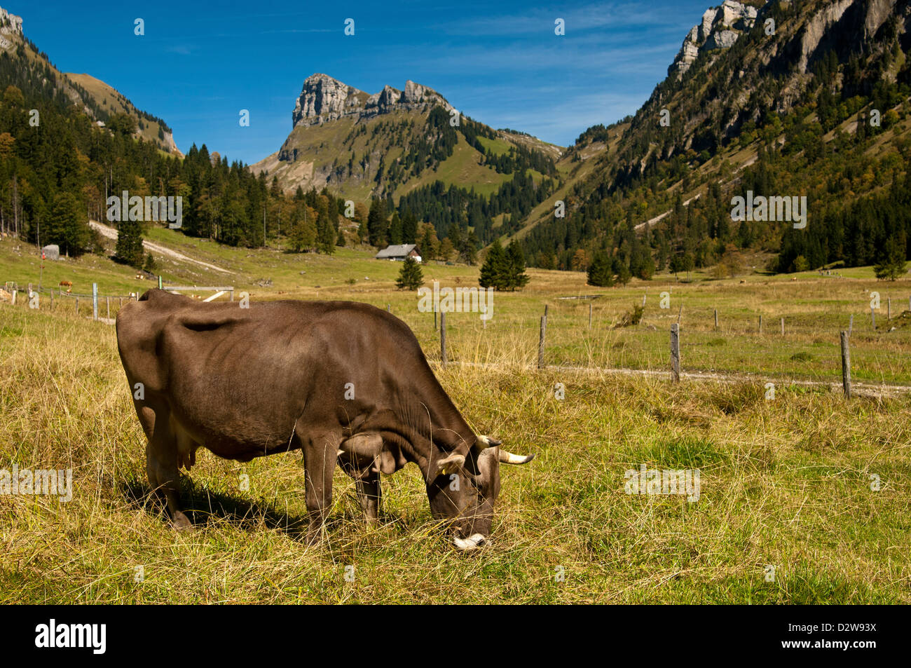Brown Swiss cow pâturage sur un alpage, Oberland Bernois, Suisse Banque D'Images