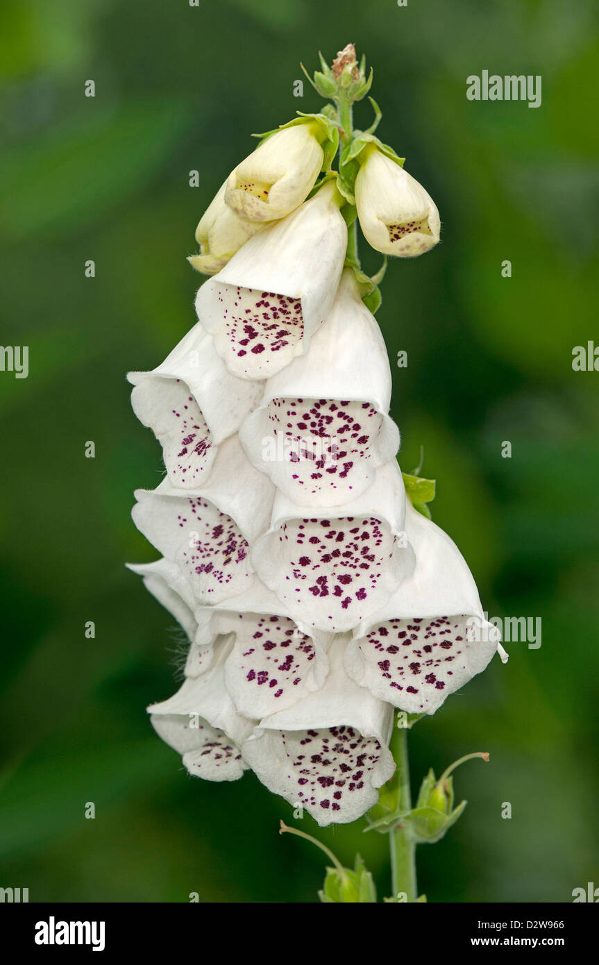 La variation de couleur blanche de Digitalis purpurea, plantain Plantaginacées (famille) Banque D'Images