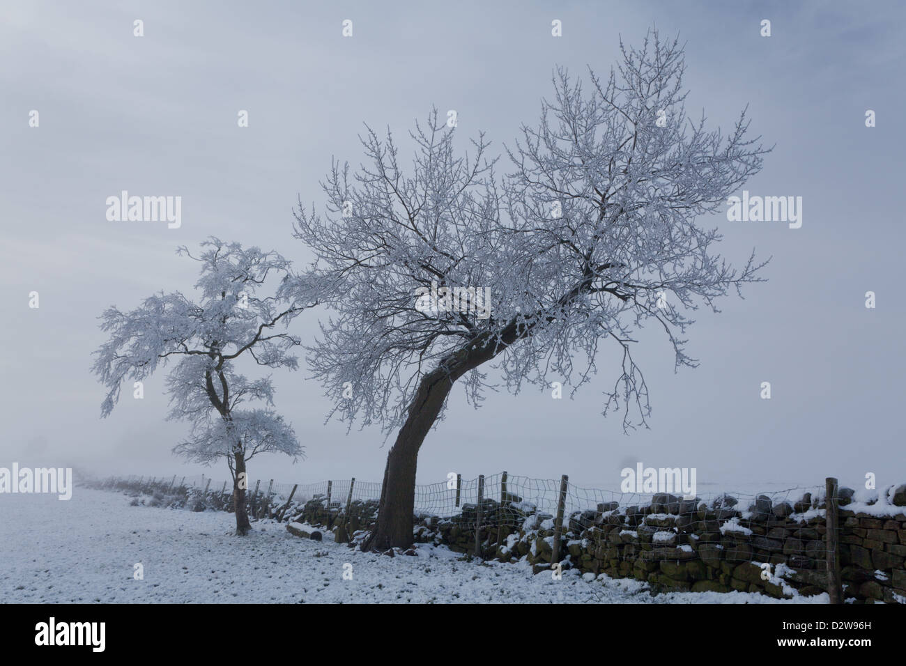 Arbres couverts de givre par un mur de pierres sèches avec de la neige au sol à la dérive avec brouillard ciel d'hiver. faible soleil, Yorkshire Dales Banque D'Images