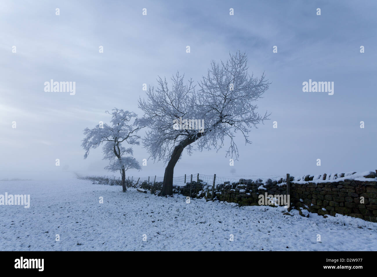 Arbres couverts de givre par un mur de pierres sèches avec de la neige au sol à la dérive avec brouillard ciel d'hiver. faible soleil, Yorkshire Dales Banque D'Images
