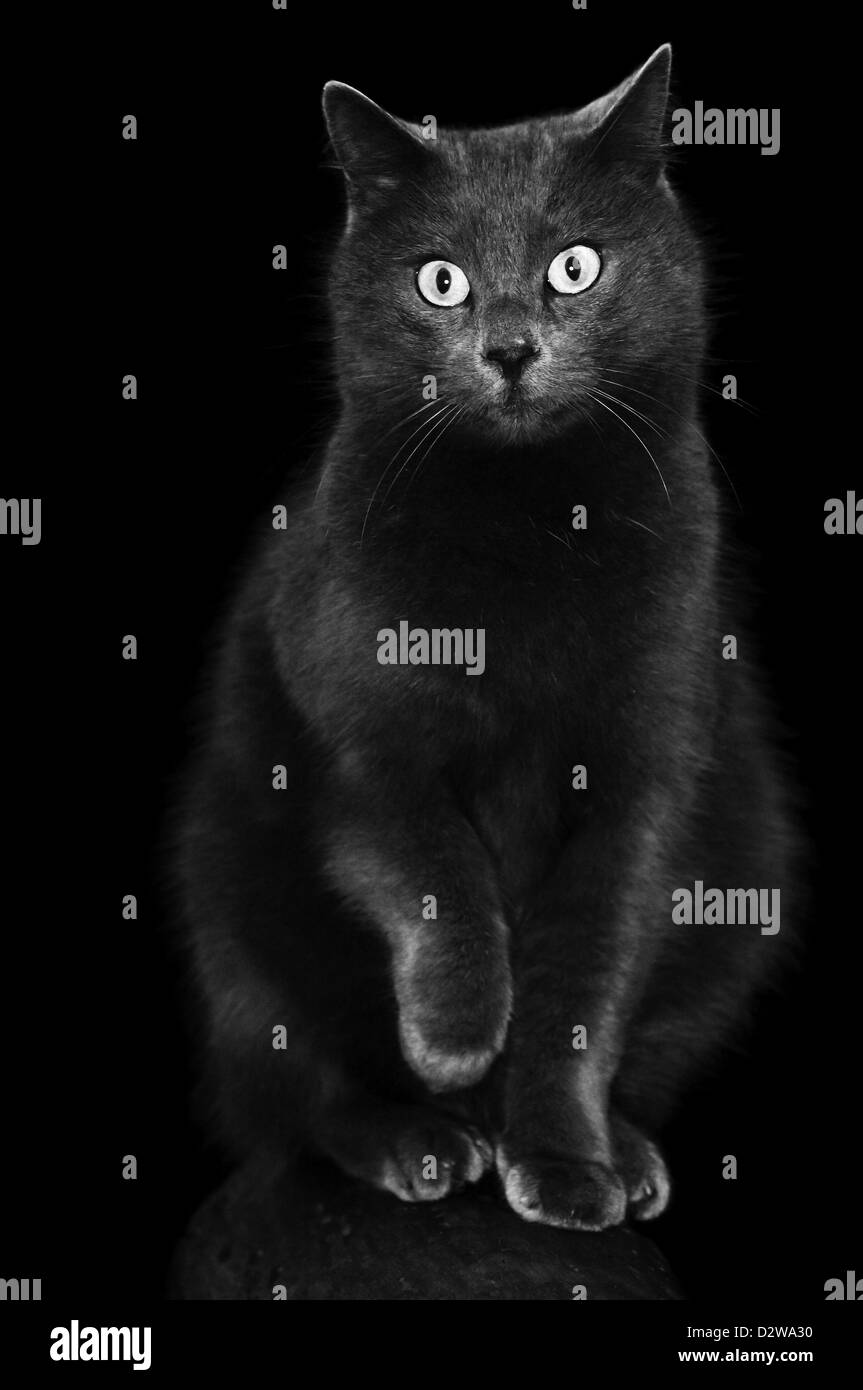 Chat gris noir le pétrissage Banque D'Images