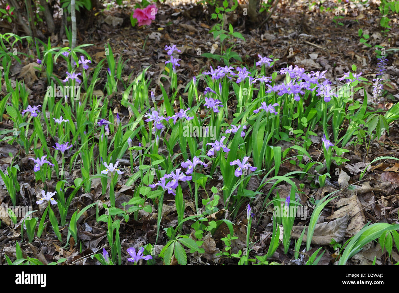 Iris nain (Iris lacustris) Banque D'Images