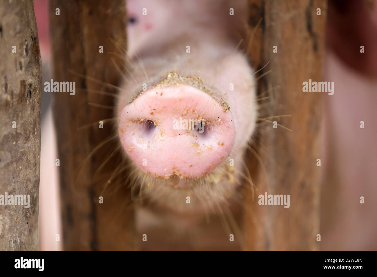 Gros plan sur le nez de cochon rose dans la région de farm Banque D'Images