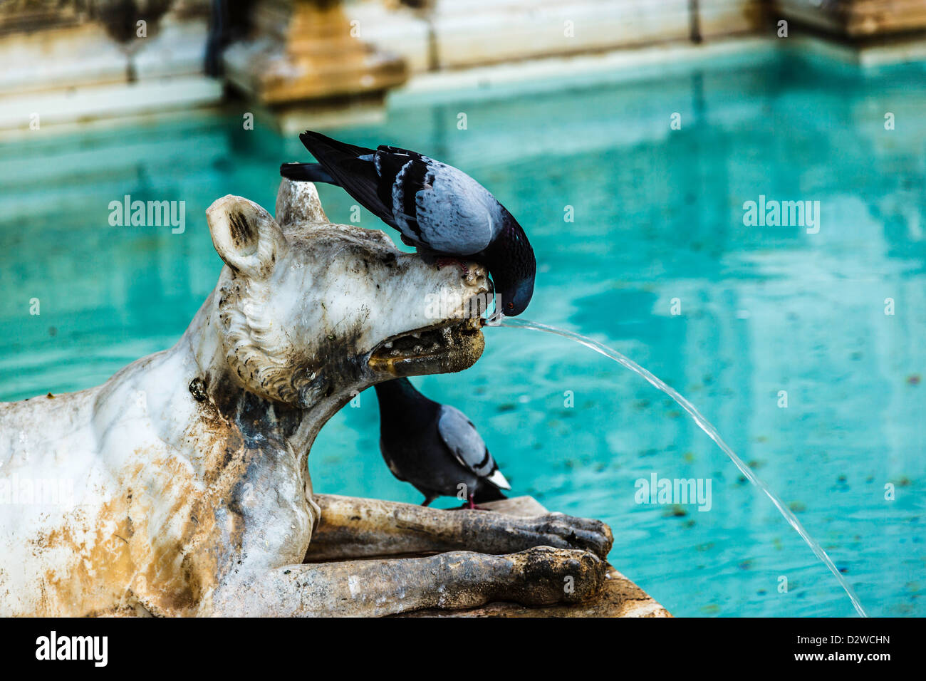 Les pigeons boivent de la bouche d'un loup dans la fonte Gaia, Sienne, Toscane, Italie Banque D'Images