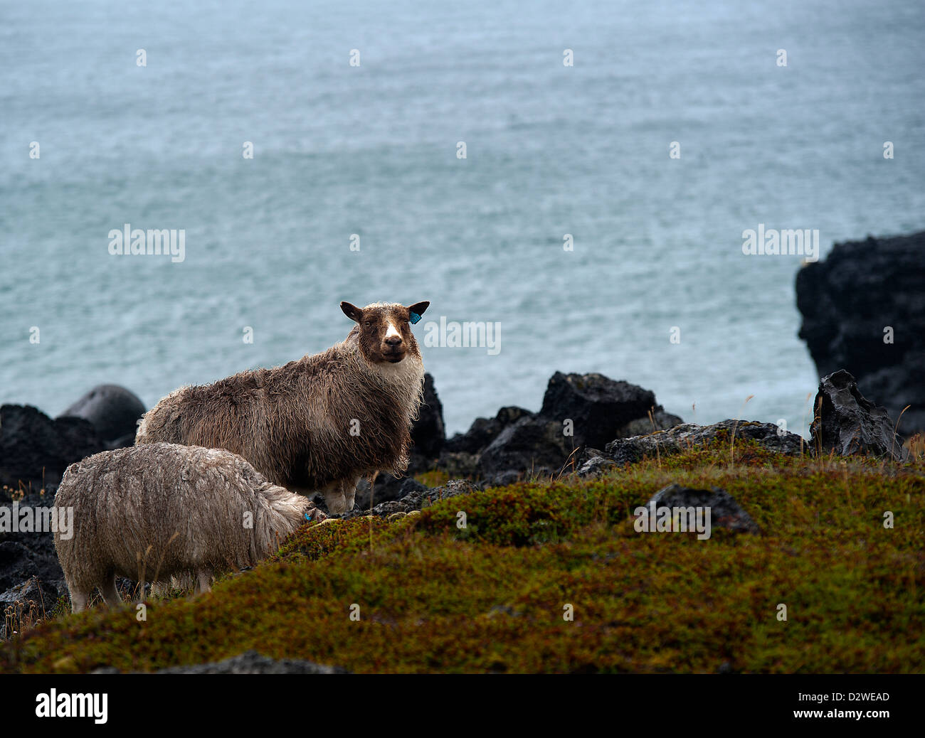 Les moutons islandais, Islande Banque D'Images