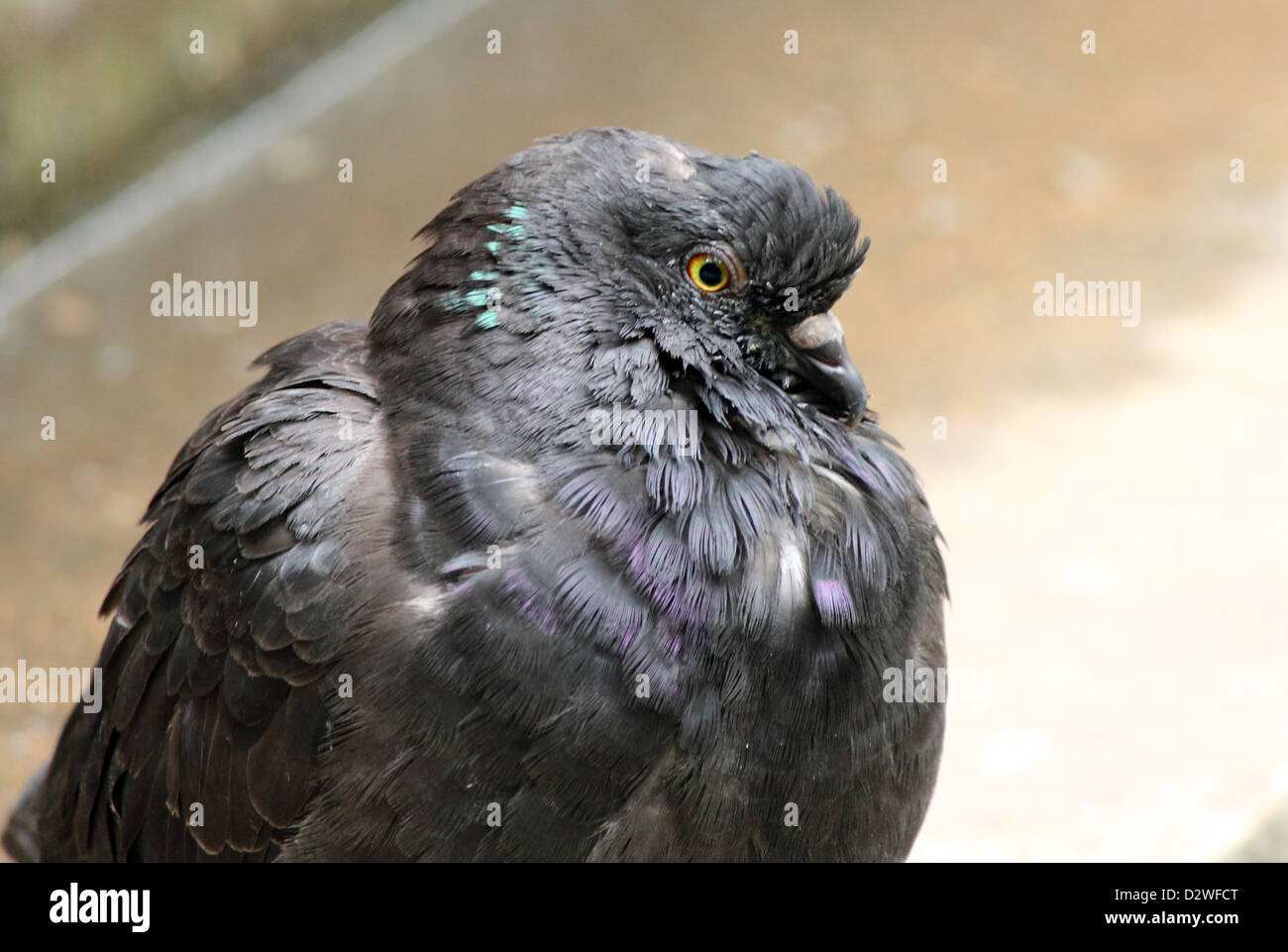 Un dur à New York City Pigeon. Banque D'Images