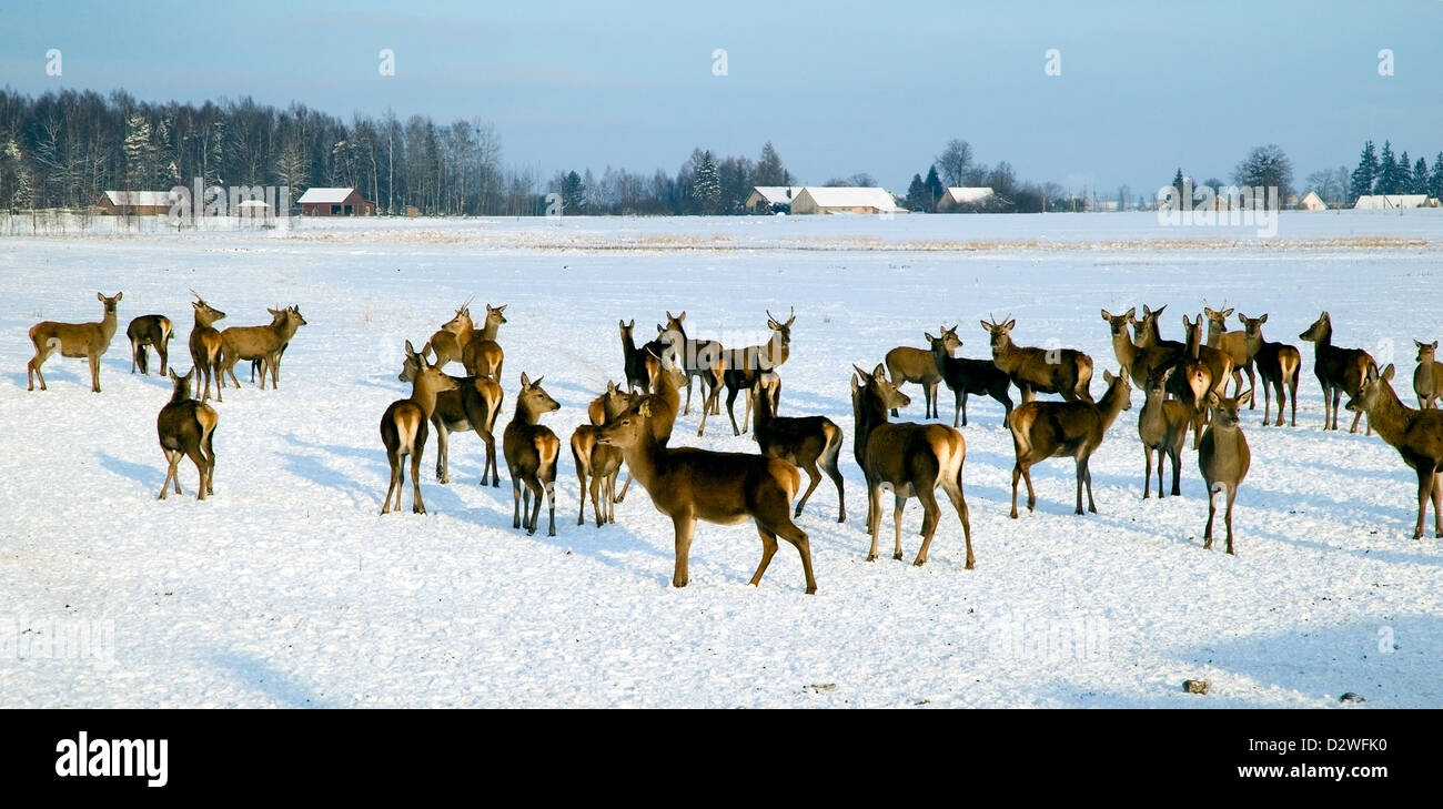 Un troupeau de cerfs dans les champs en hiver Banque D'Images