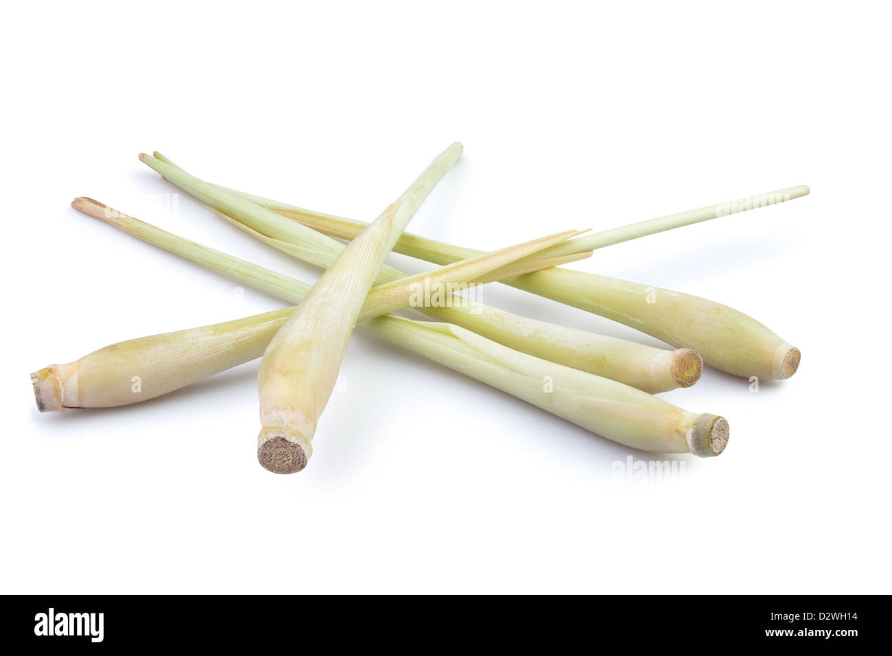 La citronnelle sur fond blanc Banque D'Images