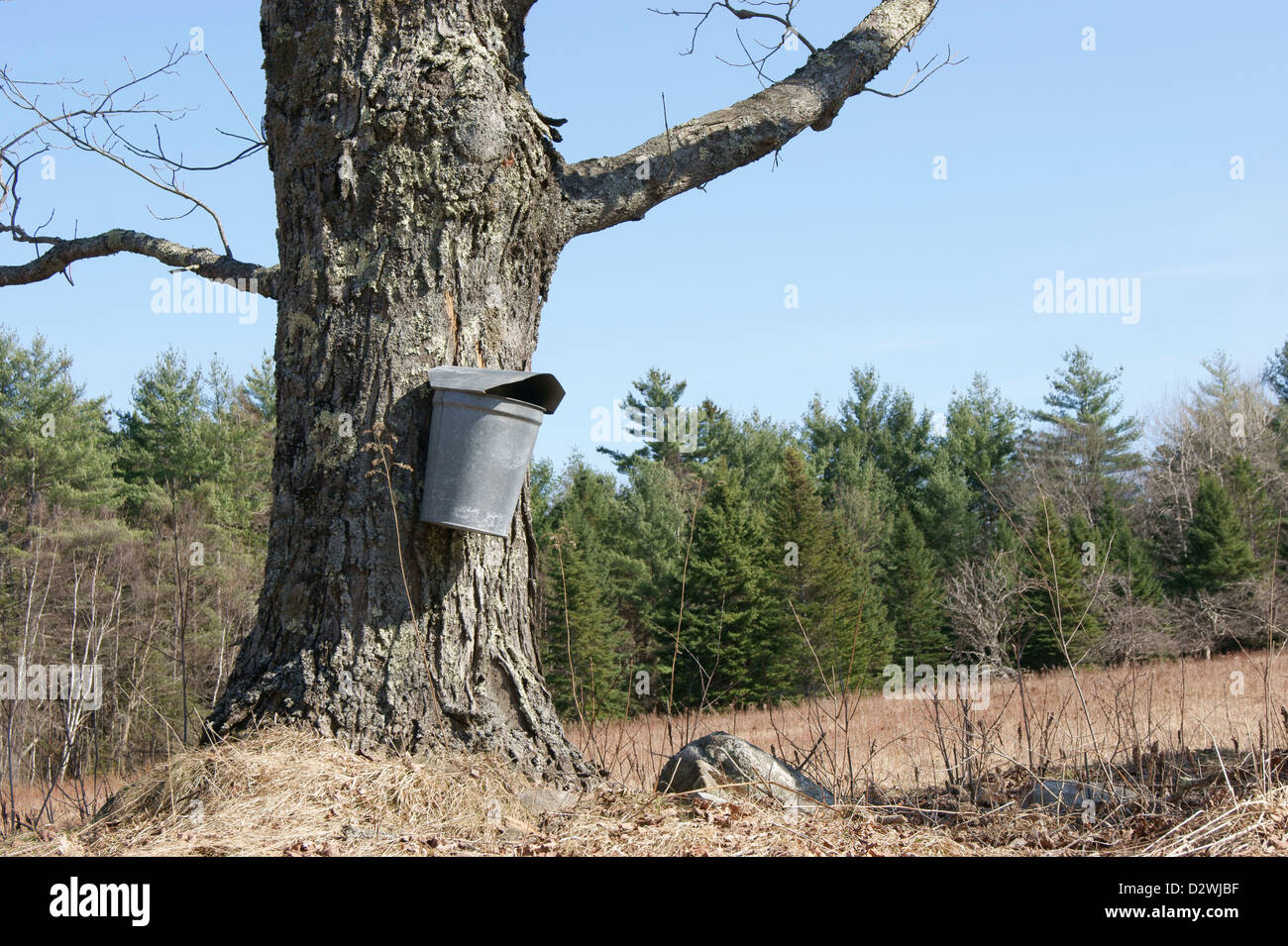 Sur toute la longueur d'un seau métallique utilisé pour recueillir la sève des arbres pour faire du sirop, dans le Maine. Banque D'Images